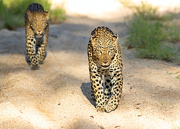 Two leopards, Panthera pardus, walk down a gravel road together, Londolozi Wildlife Reserve, South Africa