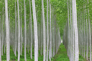 Poplar tree plantation, tree nursery growing tall straight trees with white bark in Oregon, USA, Oregon, USA