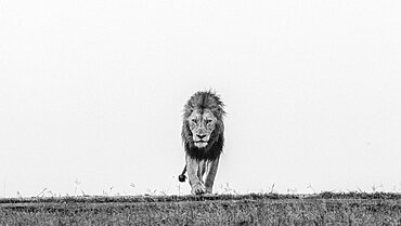 A male lion, Panthera leo, walks through short grass, direct gaze, in black and white