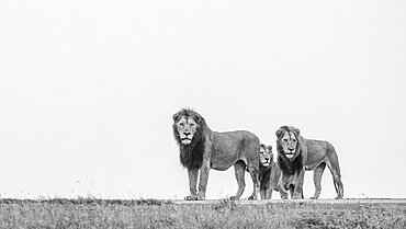 Three male lions, Panthera Leo, on a ridge, side view, black and white image