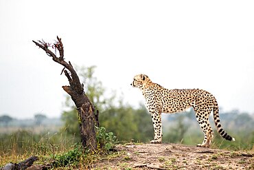 A cheetah, Acinonyx jubatus, stands on top of a mound and looks out, side profile