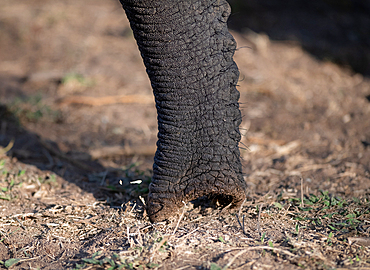 An close-up of an elephant,Loxodonta africana, trunk.