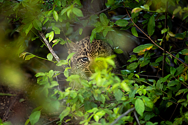 A leopard cub, Panthera Pardus, looking through leaves.