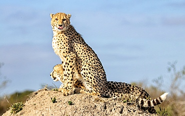 A cheetah and her sub adult cub, sit together on a termite mound.