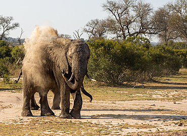 An elephant,Loxodonta africana, bathes itself with dust.