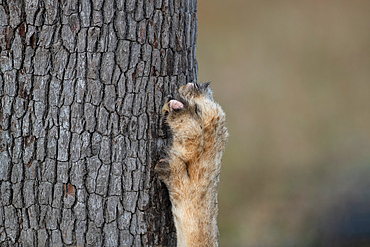 A close-up of a lion's, Panthera leo, claw on a tree.