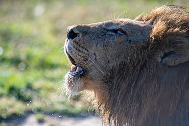 A male lion, Panthera Leo, roars, side profile.