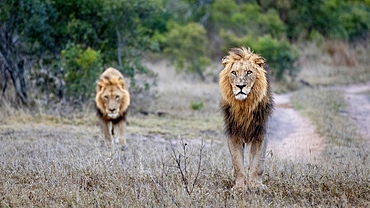 Two male lions, Panthera leo, walk together, Londolozi Wildlife Reserve, Sabi Sands, South Africa