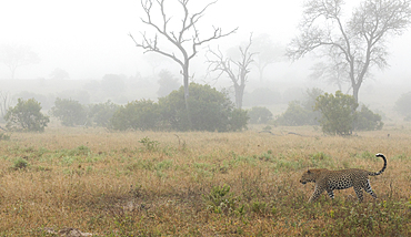 A male leopard, Panthera pardus, walks through the grass, in misty weather, Londolozi Wildlife Reserve, Sabi Sands, South Africa