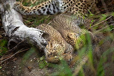 Two leopard cubs, Panthera pardus, lying down with their mother, Londolozi Wildlife Reserve, Sabi Sands, South Africa