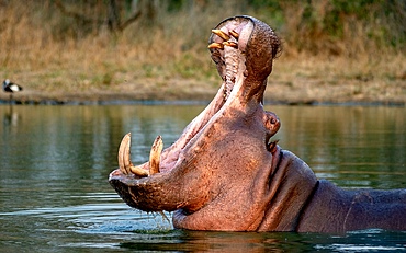 A hippo, Hippopotamus amphibius, yawns in a dam, Londolozi Wildlife Reserve, Sabi Sands, South Africa