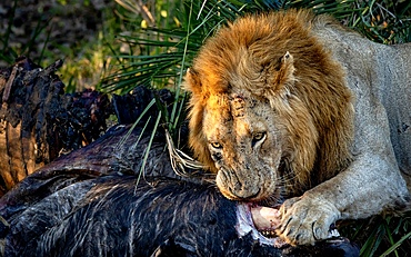 Male lion, Panthera leo, feeding on a kill, Londolozi Wildlife Reserve, Sabi Sands, South Africa