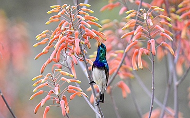 A White Bellied Sunbird, Cinnyris talatala, drinking nectar from an aloe flower, Londolozi Wildlife Reserve, Sabi Sands, South Africa