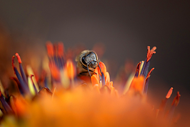 A bee, Anthophila, collecting pollen, close-up, Londolozi Wildlife Reserve, Sabi Sands, South Africa