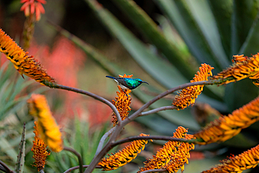 A White Bellied Sunbird, Cinnyris talatala, perched on an aloe plant, Londolozi Wildlife Reserve, Sabi Sands, South Africa