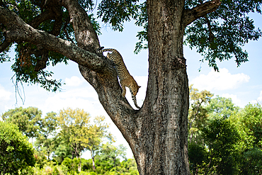 A female leopard, Panthera pardus, descending from a tree, Londolozi Wildlife Reserve, Sabi Sands, South Africa