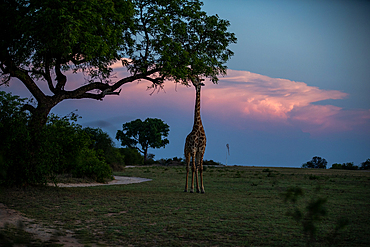 A Giraffe, Giraffa, eating leaves from a tree, sunset backdrop, Londolozi Wildlife Reserve, Sabi Sands, South Africa