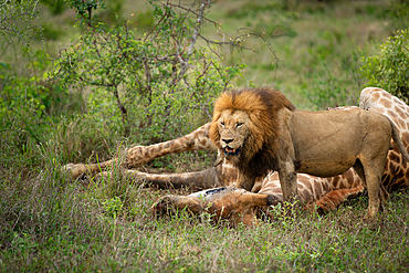 Male Lion, Panthera leo, feeding on a giraffe carcass, Londolozi Wildlife Reserve, Sabi Sands, South Africa