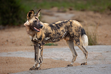 Wild dog, Lycaon pictus, on a boulder, looking to the side, Londolozi Wildlife Reserve, Sabi Sands, South Africa