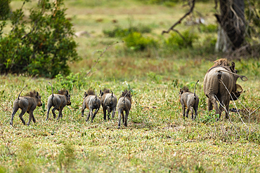 A warthog, Phacochoerus, and piglets running through grass, Londolozi Wildlife Reserve, Sabi Sands, South Africa