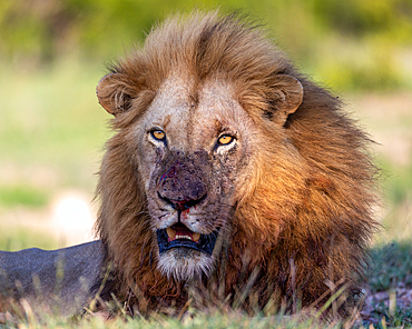 A close-up portrait of a male leopard, Panthera pardus, Londolozi Wildlife Reserve, Sabi Sands, South Africa