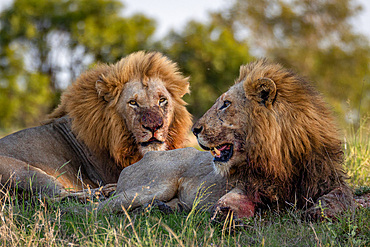 Two male lions, panthera leo, lying together, feeding on a kill, Londolozi Wildlife Reserve, Sabi Sands, South Africa