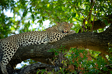 A female leopard, Panthera pardus, lying down on a branch, Londolozi Wildlife Reserve, Sabi Sands, South Africa