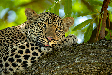 A female leopard, Panthera pardus, lying down on a branch, Londolozi Wildlife Reserve, Sabi Sands, South Africa