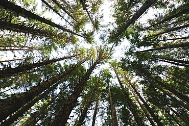 View from below of the tree canopy of the hemlock and spruce temperate rainforest, the Hoh rainforest in Washington USA, Olympic National Park, Washington, USA.