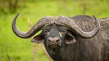 A portrait of a Buffalo bull, Syncerus caffer.