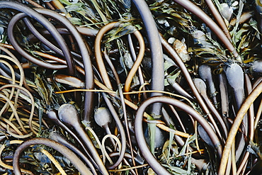 Pile of Bull Kelp seaweed washed up on beach on Rialto Beach, USA, Rialto Beach, Olympic National Park, Washington, USA.