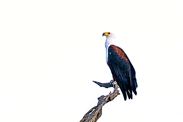 A fish eagle, Haliaeetus vocifer, perched on top of a branch.