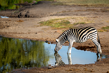 Zebra, Equus quagga, drinking from a dam or water hole.