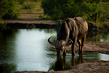 A buffalo, Syncerus caffer, stands in a dam and drinks water.