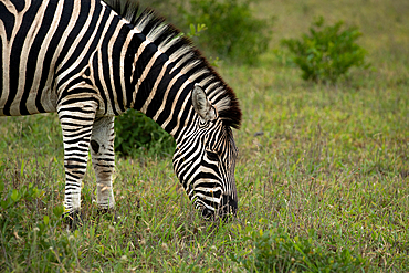 A Zebra, Equus quagga, grazing on grass.