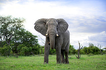 An elephant, Loxodonta africana, stands in short grass, direct gaze.