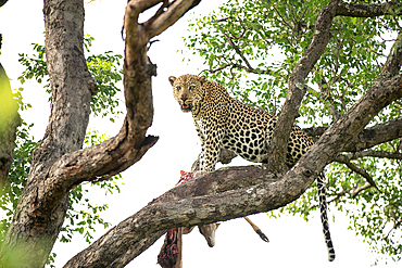 A leopard, Panthera pardus, lies down in a branch, with a hoisted carcass.