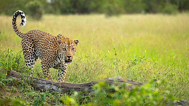 A male leopard, Panthera pardus, walking on a log and flicking tail upward.