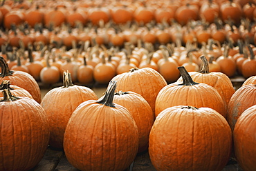 Pumpkins arranged in rows to be hardened off and dried. Organic farm, Woodstock, New York, USA