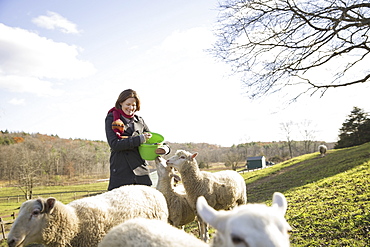 A woman with a bucket feeding the sheep at an animal sanctuary. A small group of animals, Saugerties, New York, USA