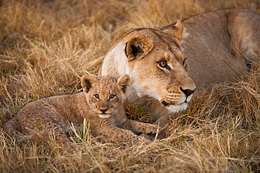 African lion and cub, Duba Plains, Botswana, Duba Plains, Botswana