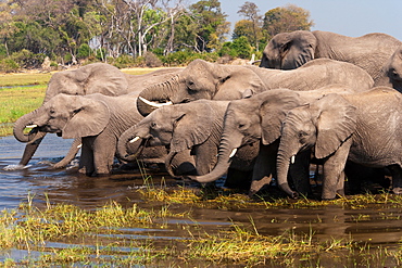 African elephants, Okavango Delta, Botswana, Okavango Delta, Botswana