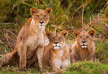 African lions, Botswana, Botswana