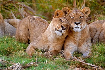 African lions, Botswana, Botswana