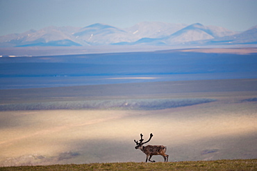 Caribou, Arctic National Wildlife Refuge, Alaska, USA, Arctic National Wildlife Refuge, Alaska, USA