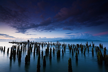 The weathered remains of wood pilings. Upright wooden stumps in water. Oregon, USA, Columbia River Gorge, Oregon, USA