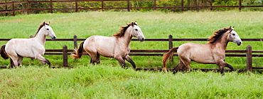 Lusitano horses, Bahia, Brazil