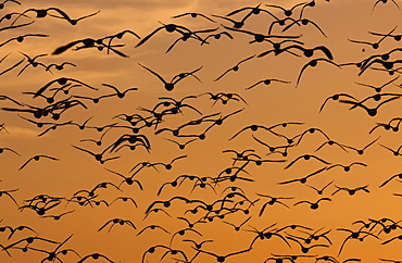 Snow geese, Bosque Del Apache National Wildlife Refuge, New Mexico, USA, Bosque Del Apache National Wildlife Refuge, New Mexico, USA