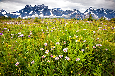 Wildflowers, Jasper National Park, Alberta, Canada, Jasper National Park, Alberta, Canada