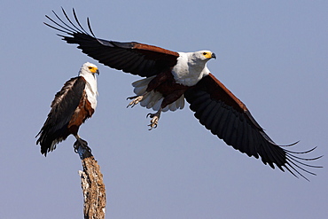 African fish eagles, Chobe National Park, Botswana, Chobe National Park, Botswana